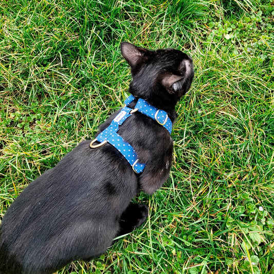 Petit chat noir portant le harnais Polaris dans l'herbe