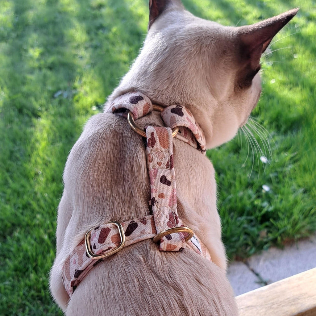 Chat de type Tonkinois avec le harnais pour chat Pawpino et son motif terrazzo beige/rose/marron et ses boucles de reglages couleur or