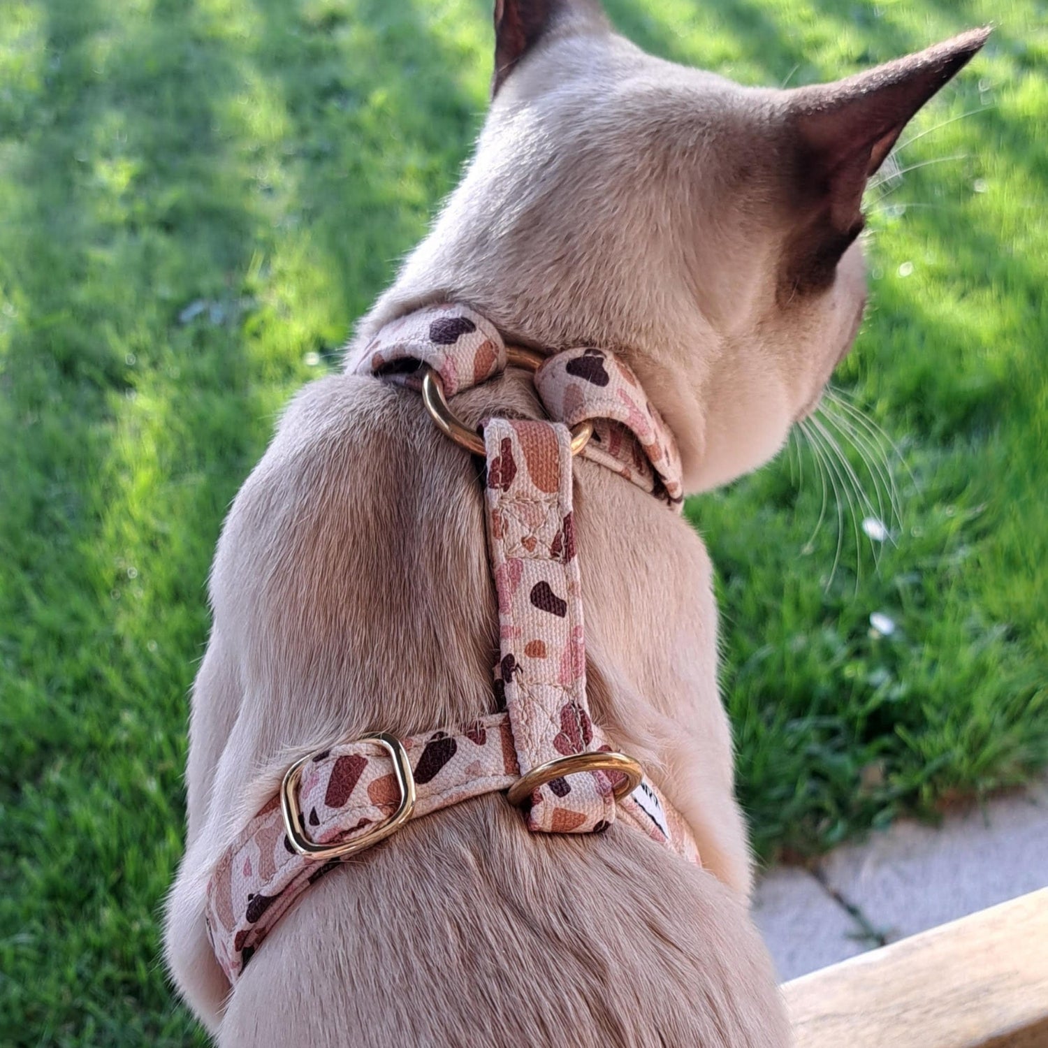 Chat de type Tonkinois avec le harnais pour chat Pawpino et son motif terrazzo beige/rose/marron et ses boucles de reglages couleur or