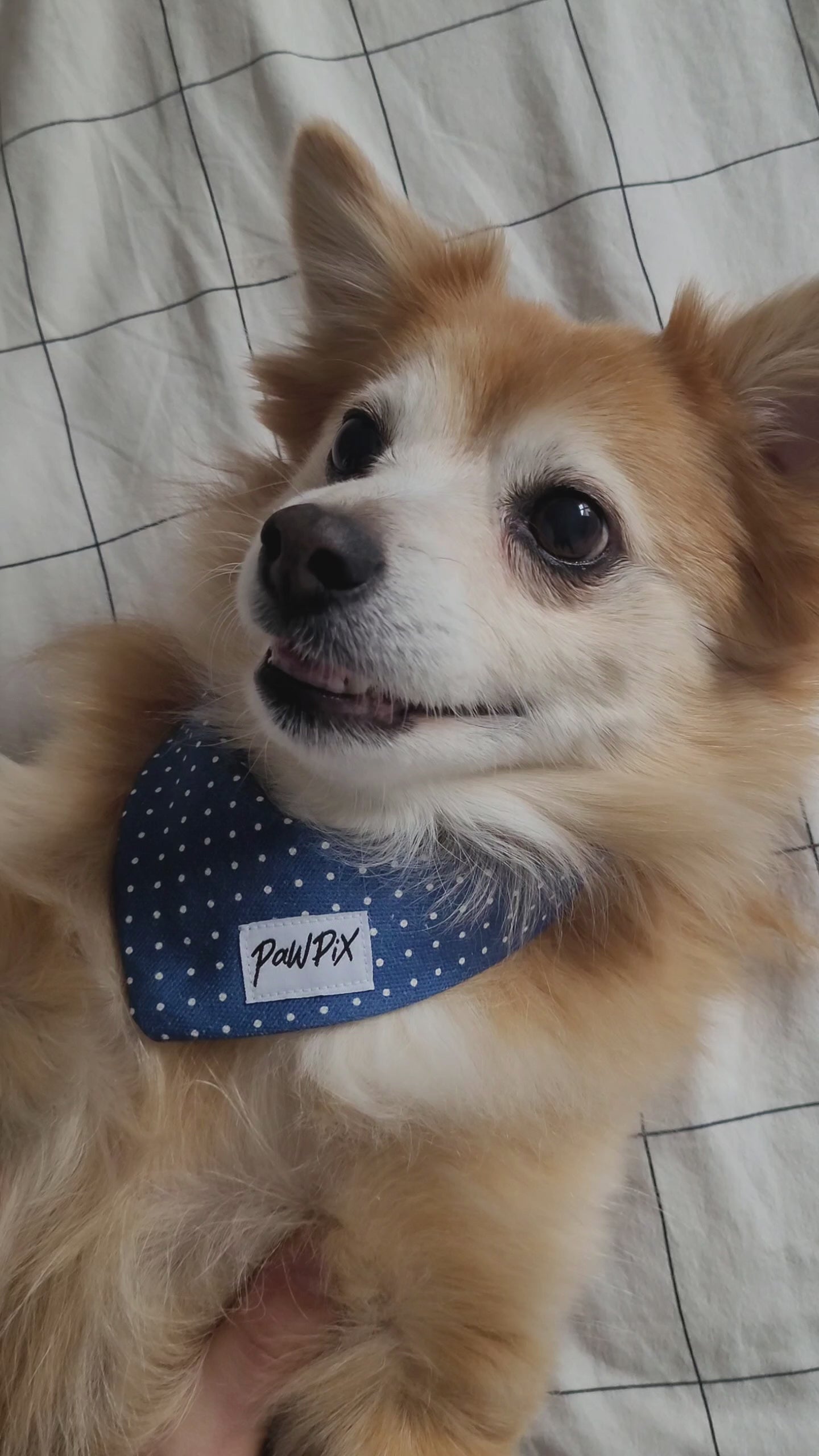 Vidéo sur le processus de Fabrication des accessoires pour chien et chat Pawpix et plus particulièrement le bandana Polaris. 
Patronage des produits, découpe dans du tissu, couture de l'accessoire pour chat et chien. Pose de bouton pressions et produit final porté sur un chien. 
